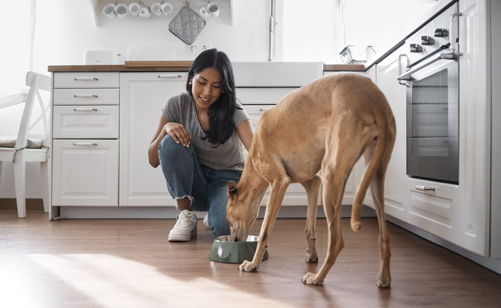 How to feed a dog who suffers from kidney failure?