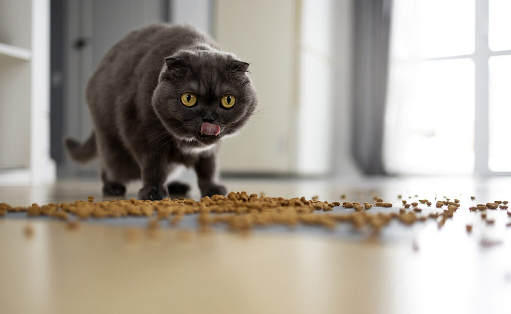 5 ideas to make your cat's meals fun!