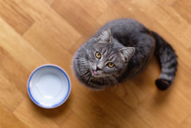 cat in front of a bowl