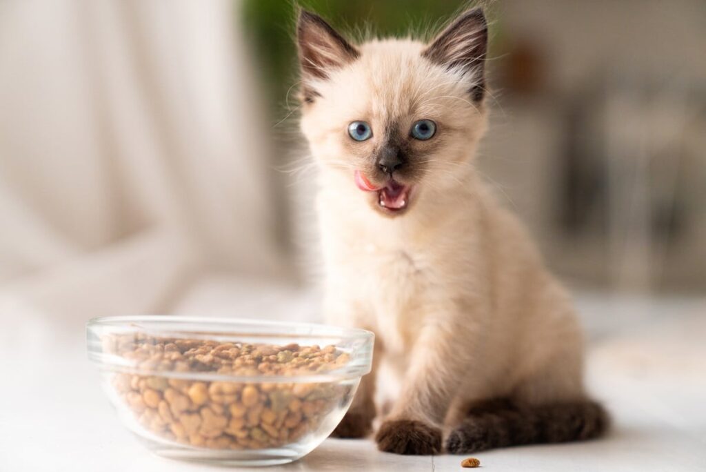 What does a cat eat?  Understanding your dietary needs