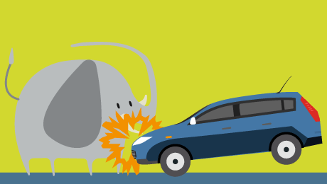 Car insurance: collision with a wild animal, what compensation?