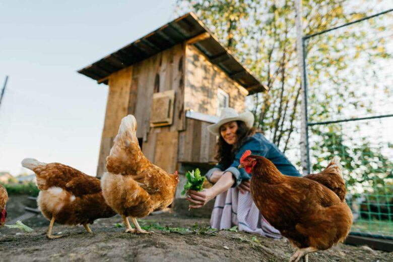 A woman feeding her chickens in front of a small henhouse.