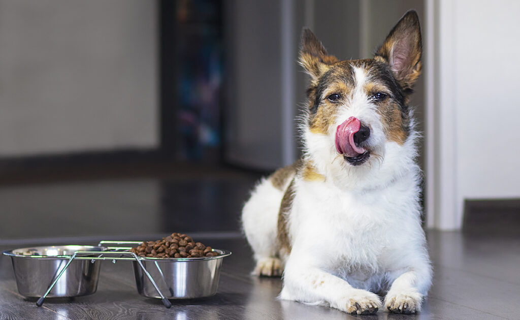 Overeating your dog: be careful!