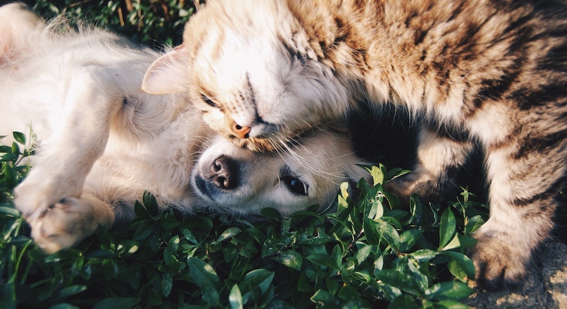 The neoinsurer Lovys is launching its first dog-cat insurance!