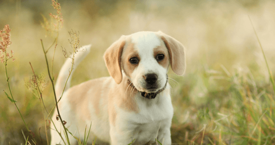 puppy insurance