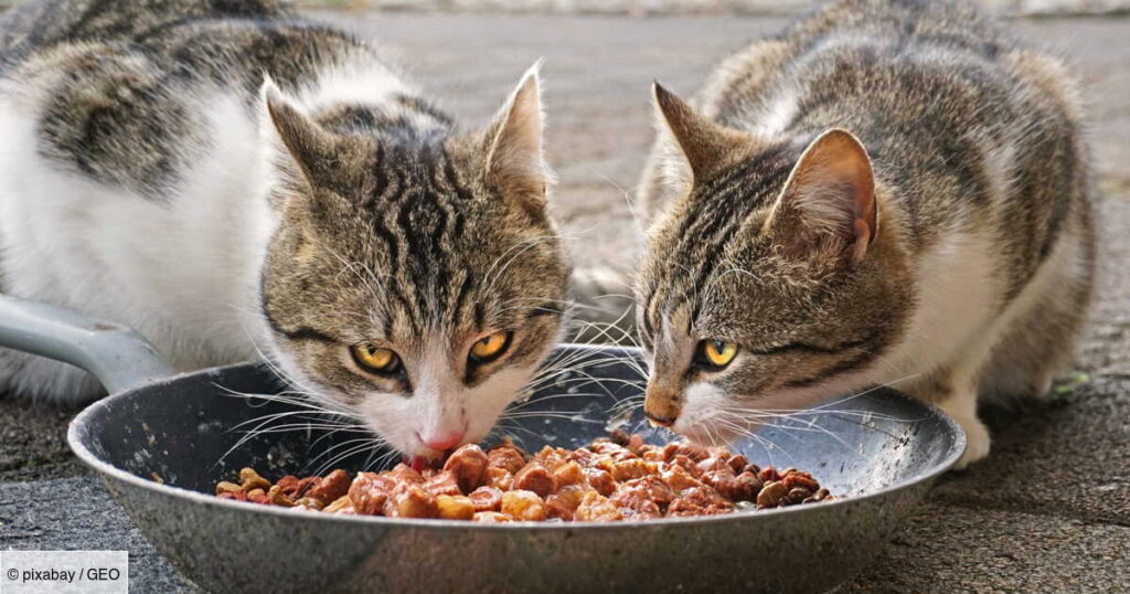 New harmful effects of overfeeding cats revealed in study