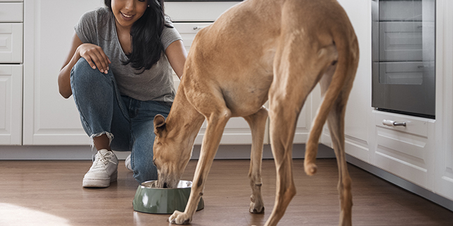 Feeding a large dog: what diet?
