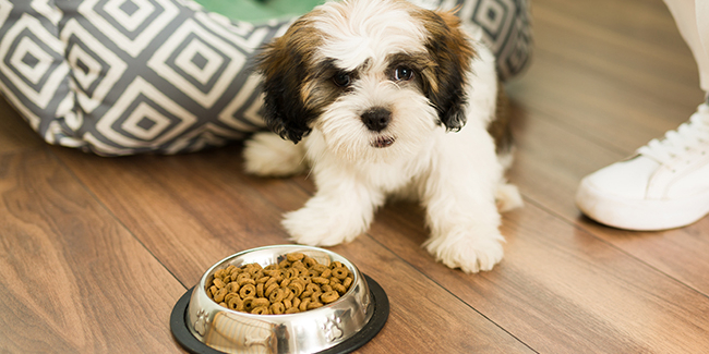 Feeding a small dog: what diet?