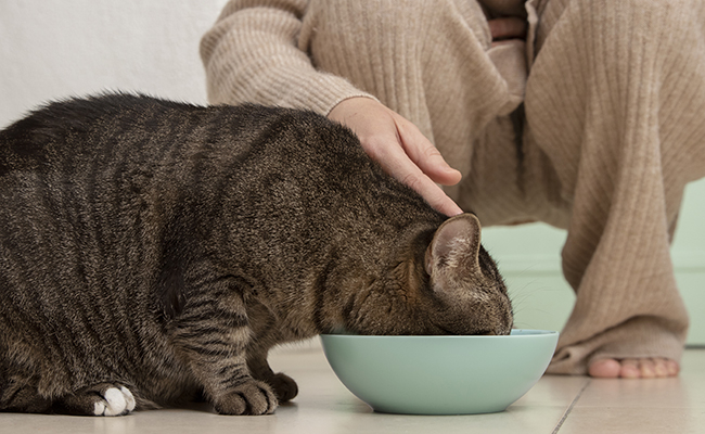 How to choose the best cat food?