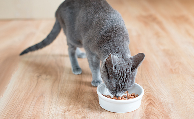 My cat eats too quickly: what should I do?