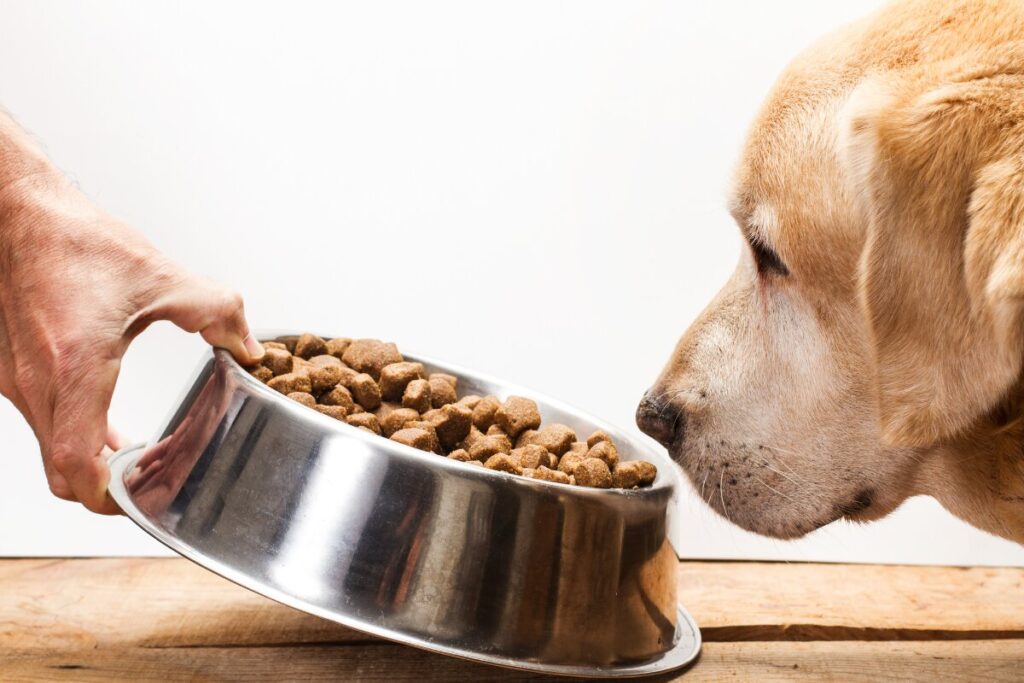 5 reasons why you should stop giving your dog kibble