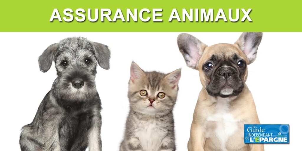 2024 comparison of animal, dog and cat insurance