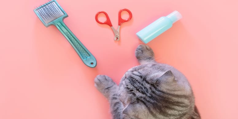 Cat grooming: the best accessories!
