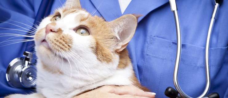 Choose your dog or cat health insurance wisely
