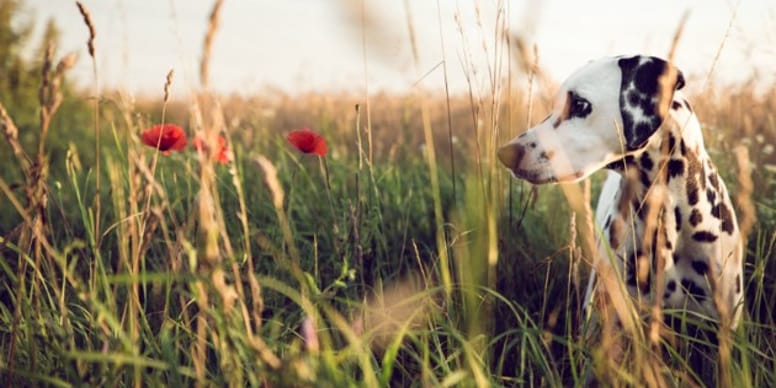 Foods, Plants Toxic for Dogs