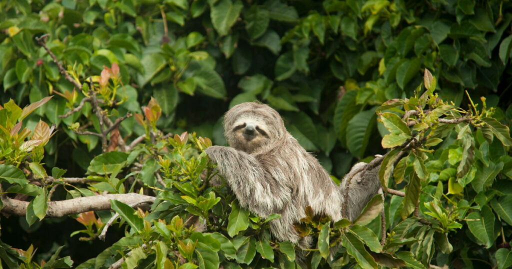 How many days does it take sloths to digest their food?