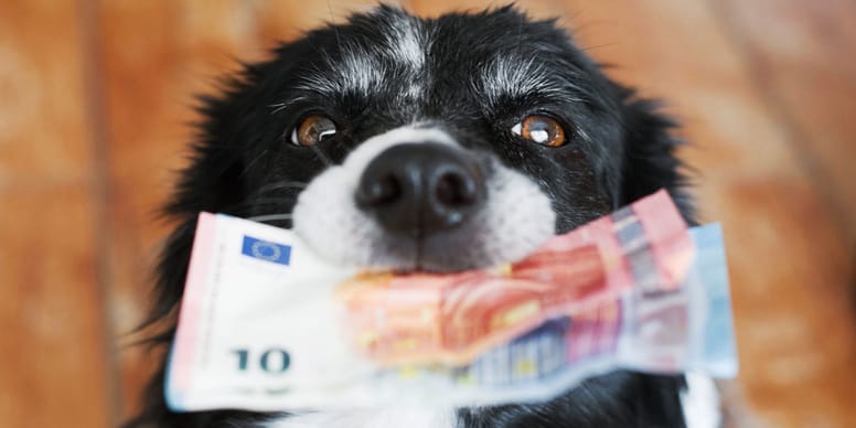 How much does a dog cost?  The budget to plan