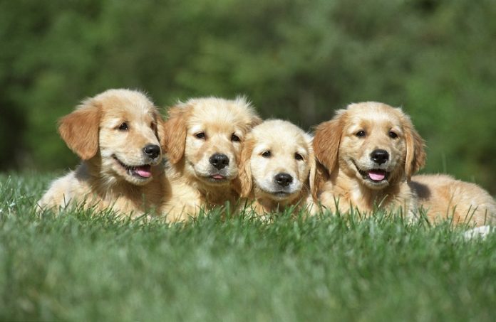 These four puppies have just been born healthy thanks to a well-prepared pregnancy.