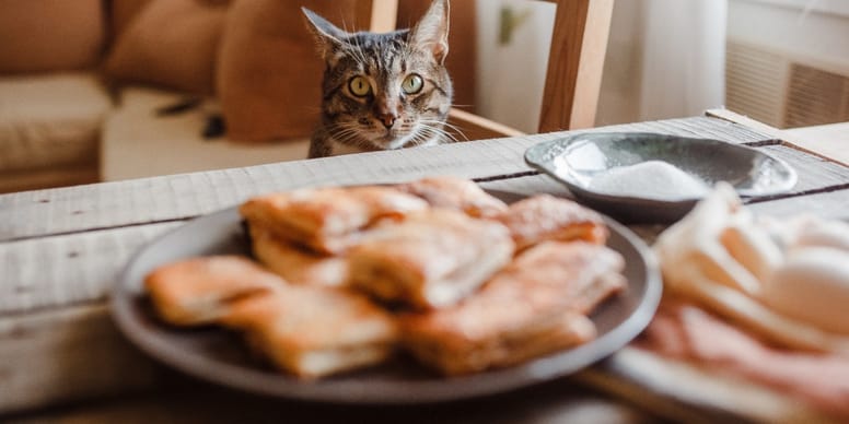 My cat is always hungry and steals food: what should I do?