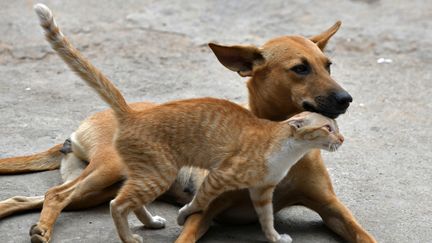 A stray cat and a dog play on a street in Bangalore, India, July 19, 2022. (MANJUNATH KIRAN / AFP)