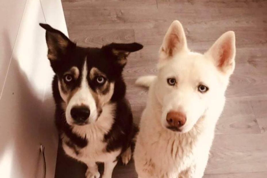 “They are everything to me. I had them since they were born”, the owner of two stolen husky dogs tries everything to find them