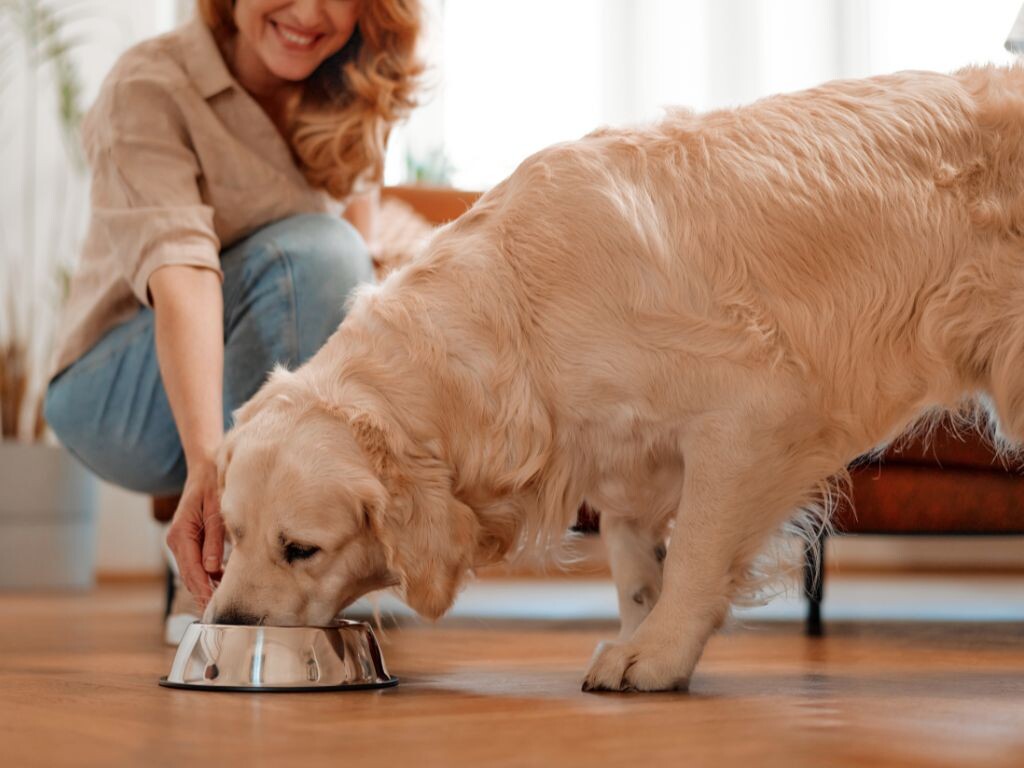 Top 3 Ultra Premium Direct sensitive digestion products for your dog