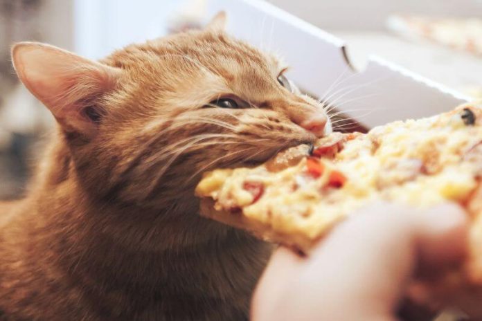 A cat eats a forbidden food.