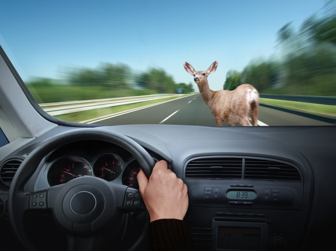 What to do in the event of an accident with a wild animal?
