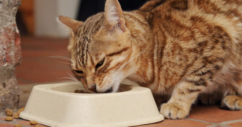 Why don't cats finish their bowl?