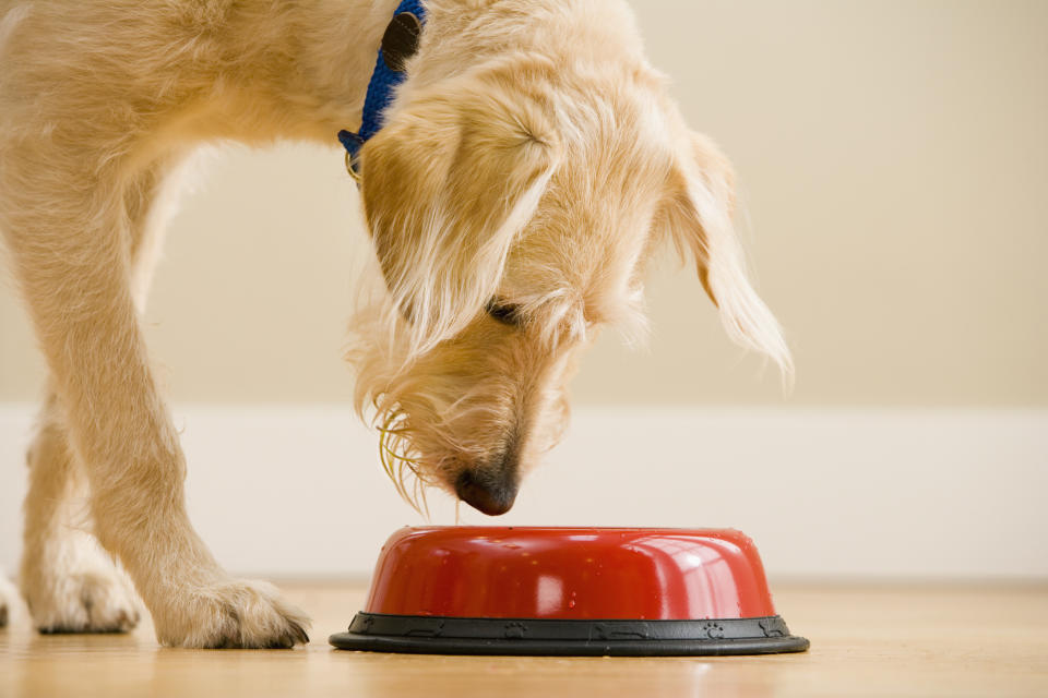 A dog may instinctively seek to supplement its diet by eating feces (Getty Images)