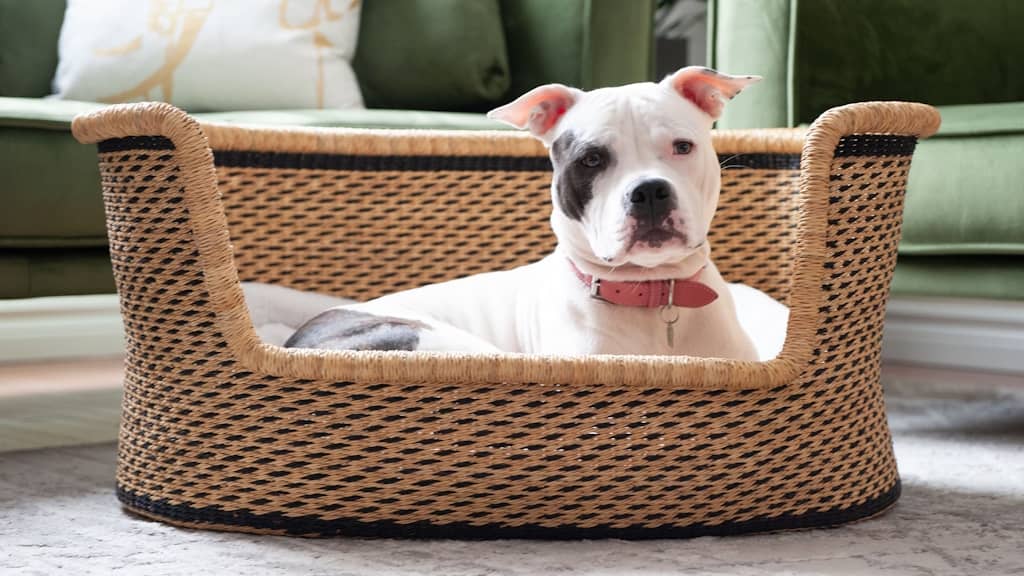 basket with cushion for dog