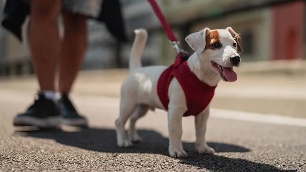 collar leash harness for dog