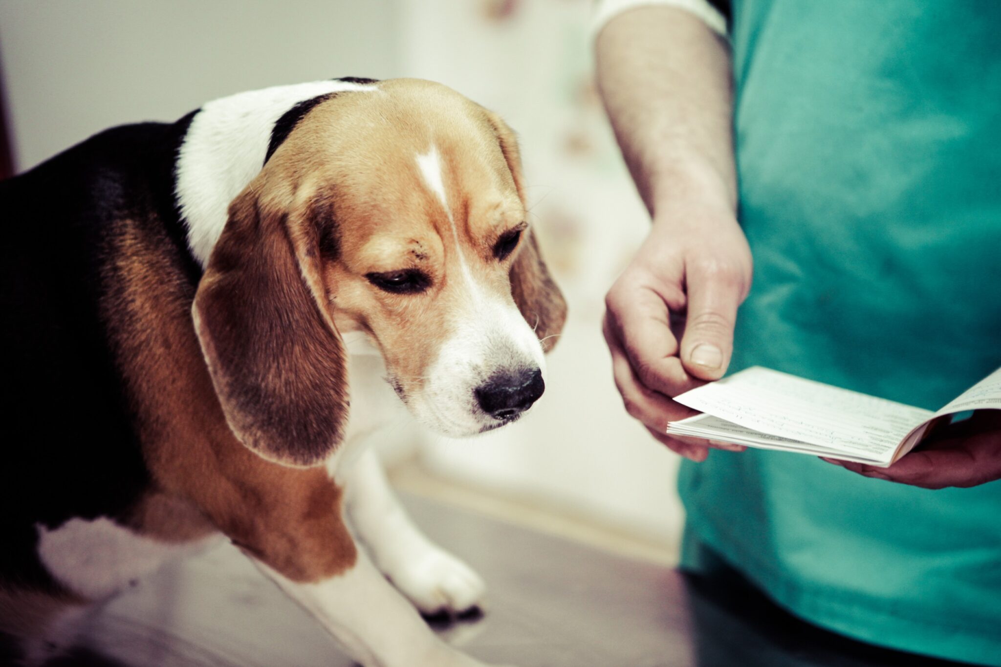 beagle veterinarian