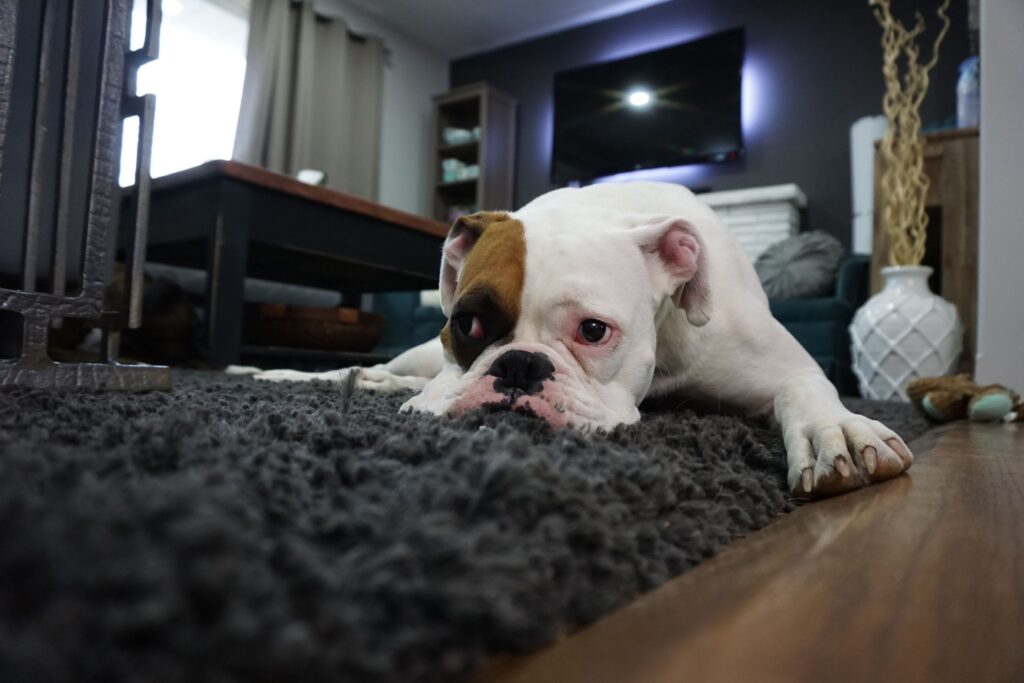 How to effectively clean pet stains?  3 essential devices