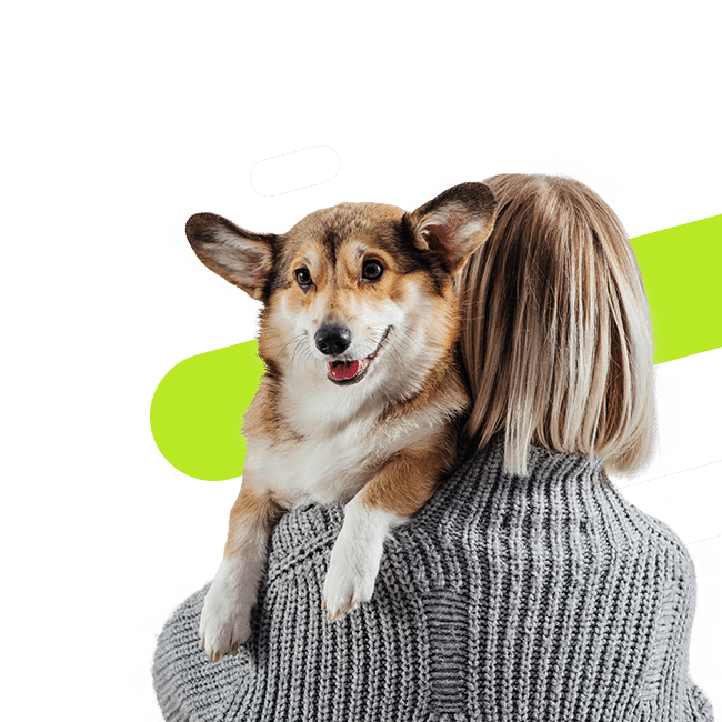 How to find the best dog insurance?