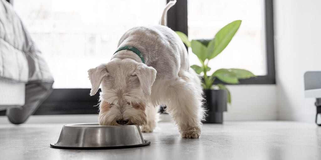 How to choose the best dog food that is balanced and good for your health?