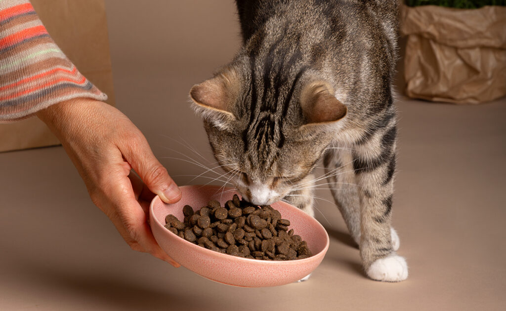 Are supermarket cat food really economical?