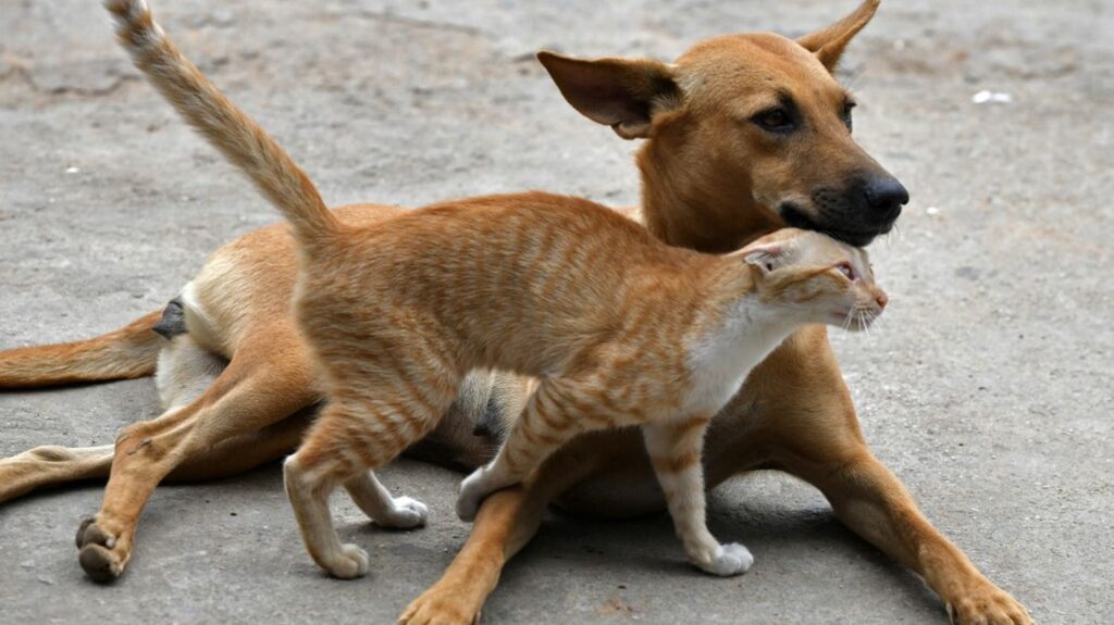 TRUE OR FALSE.  Are dogs and cats “disasters” for biodiversity and the climate?