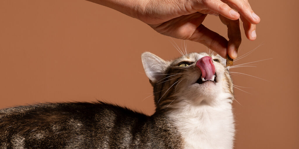 5 DIY Cat Treat Recipes!
