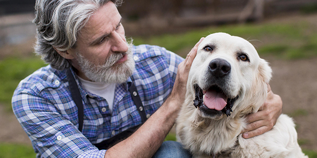 Insurance for an elderly dog ​​or cat: advice and quotes
