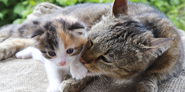 What does the cat teach her kittens?