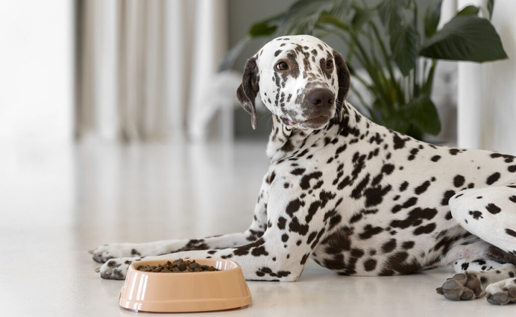 My dog ​​never finishes his bowl: why?