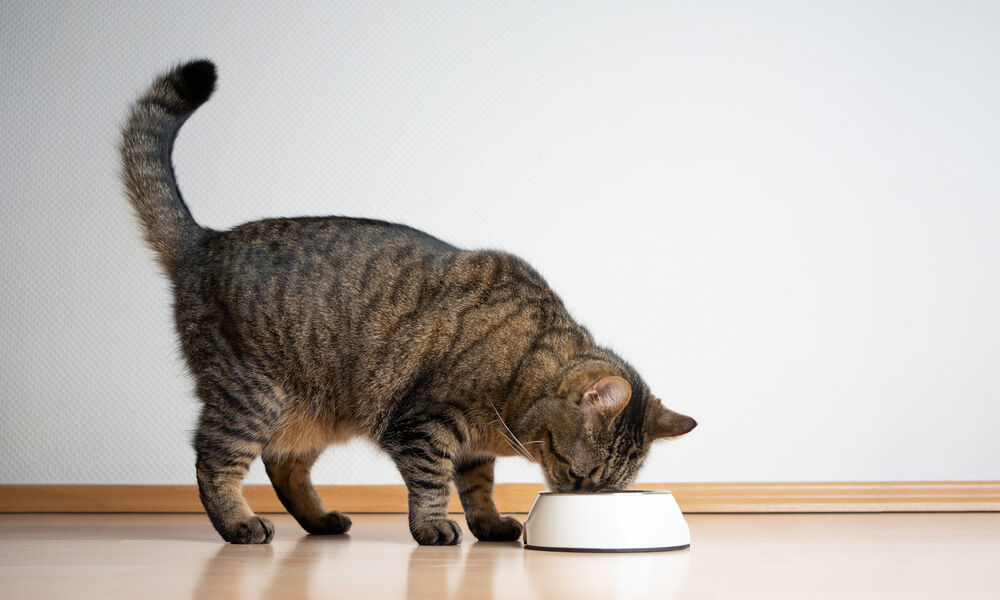 Cat Food – Buying Guide