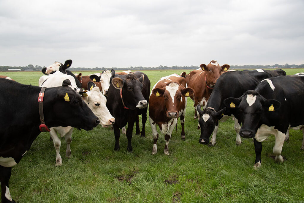 Humic acid as a natural organic supplement for ruminants