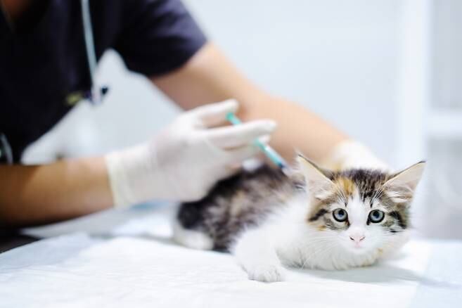 Animal insurance, the discomfort of veterinarians