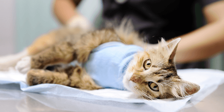 At what age should your cat be spayed?