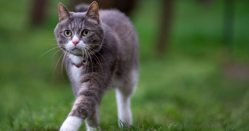 Here's why cats disappear overnight!
