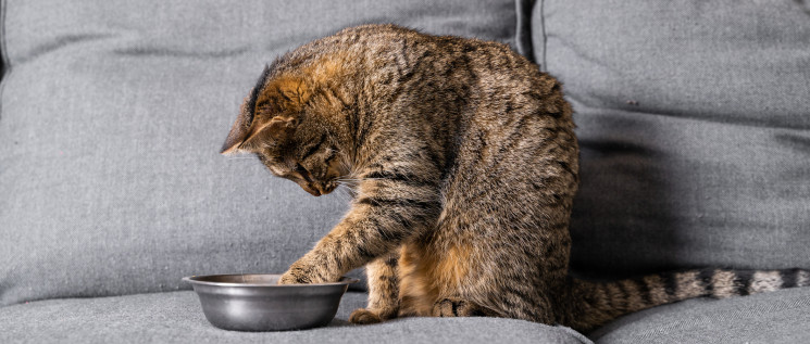 How to choose the right cat food