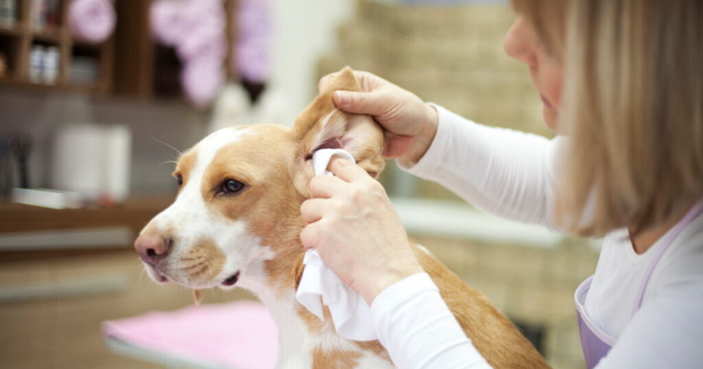 How to clean a dog's ears?