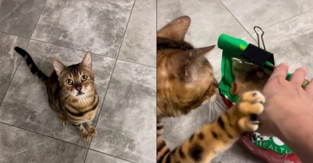 This cat having torn open the bag of dog food takes responsibility for its action and insists on having its share (video)